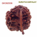 19.72 MM Nepali Ganesha Rudraksh Beads
