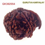 20.74 MM Nepali Ganesha Rudraksh Beads