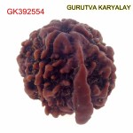 20.74 MM Nepali Ganesha Rudraksh Beads