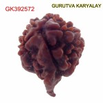 21.47 MM Nepali Ganesha Rudraksh Beads