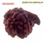 25.29 MM Nepali Ganesha Rudraksh Beads