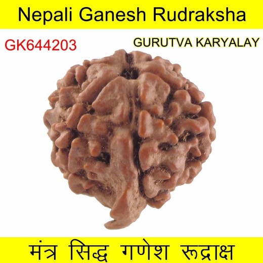 19.72 MM Nepali Ganesha Rudraksh Beads