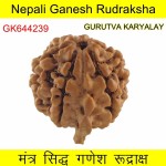 24.22 MM Nepali Ganesha Rudraksh Beads
