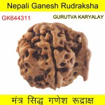 24.85 MM Nepali Ganesha Rudraksh Beads