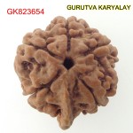 23.86 MM Nepali Ganesha Rudraksh Beads